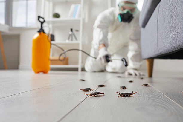 Commercial Rodent Management in Hildale